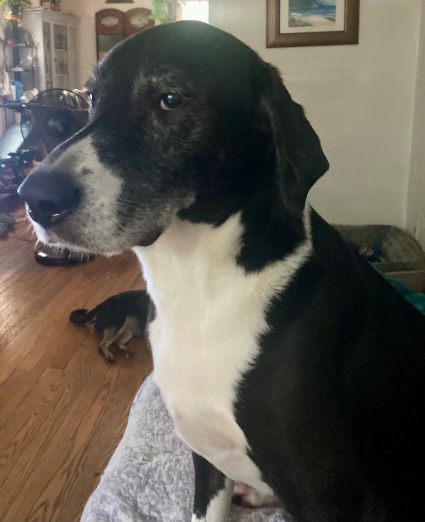 A large black and white hound sits upright on a couch and stares balefully at the camera.  He is concerned you may forget about dinner.