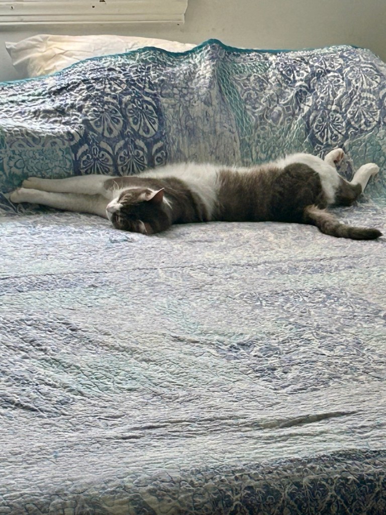 A pretty little grey tabby cat naps fully stretched at the head of a big, king sized bed with a faded blue floral bedspread.