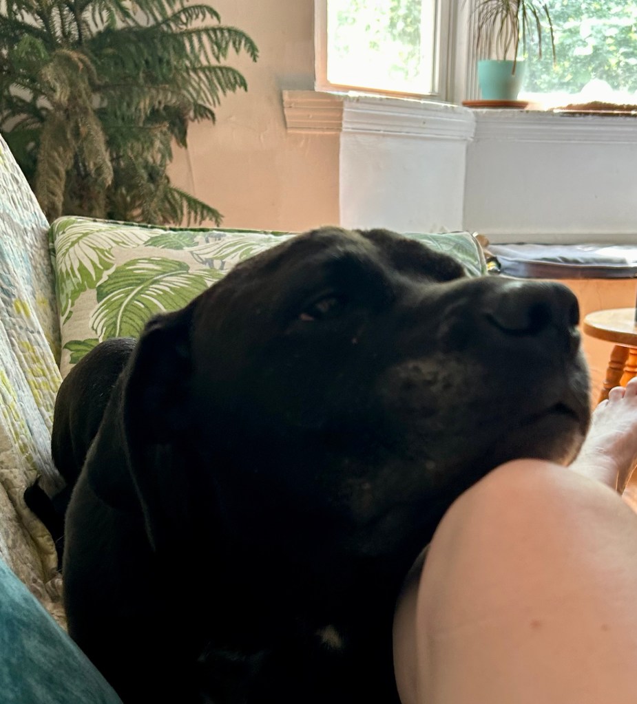 A big black dog lounges on a couch, resting her chin upon a woman’s crossed knee.  The knee is up pretty high and the dog has to stretch her neck to reach it.