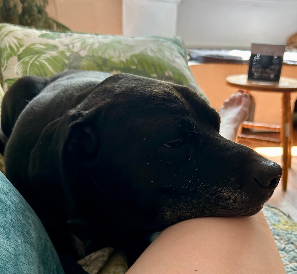 Same dog, same couch, same woman.  The woman has uncrossed her legs, which brings her knee lower, making it a more comfortable chin rest for the dog.