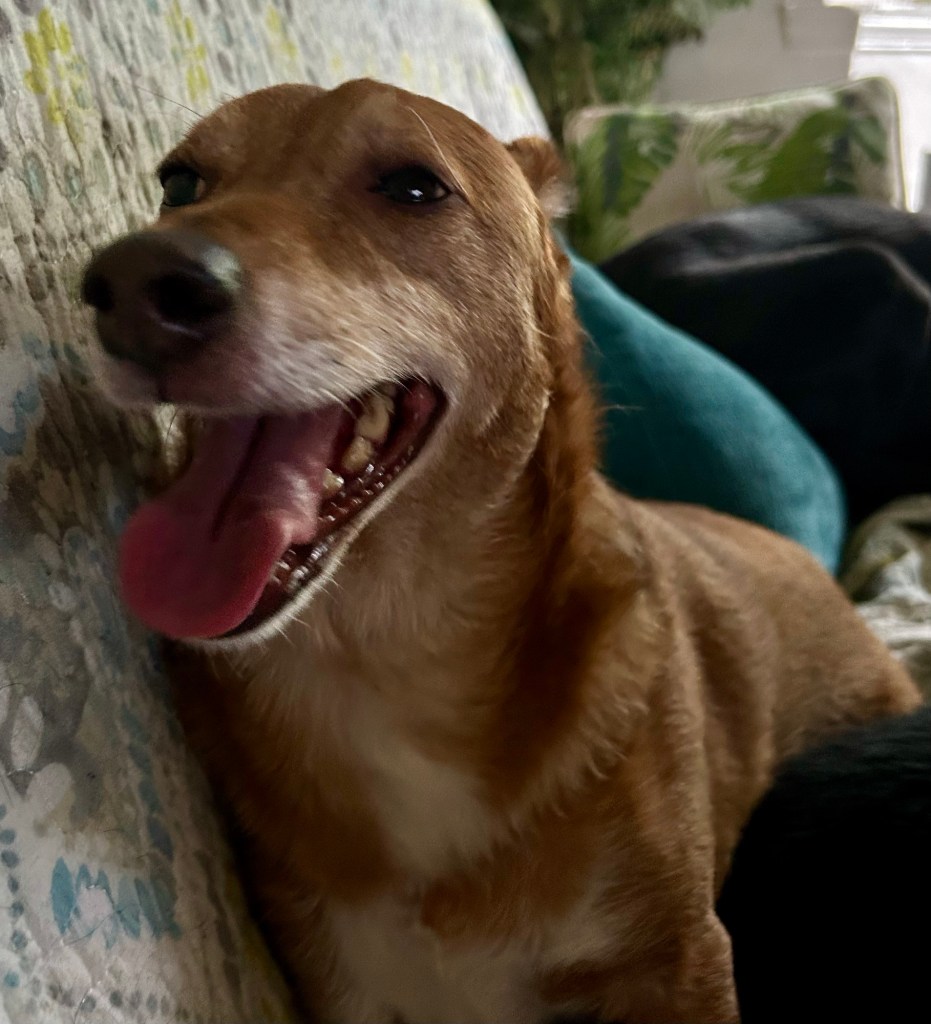 A panting yellow dog on a couch.