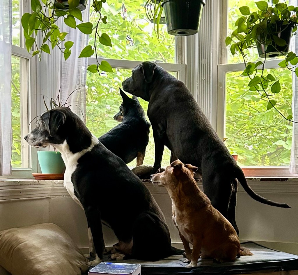 Four dogs, three black and one yellow, sit on a window seat, staring attentively out a bay window.