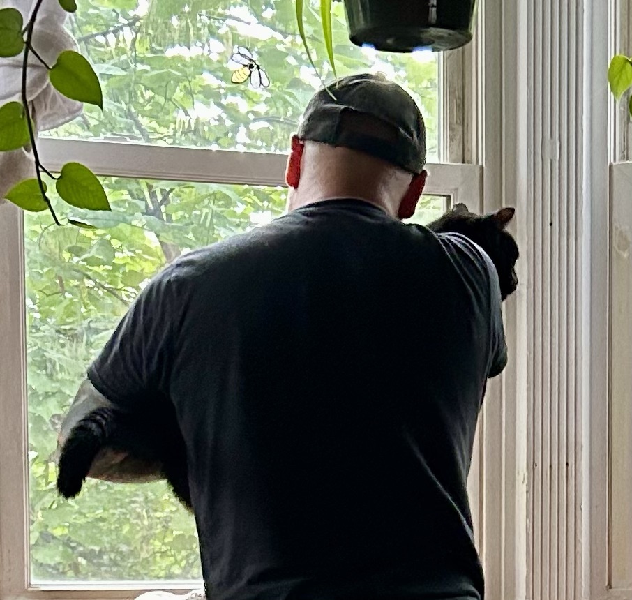 A man, viewed from the back, holds a black cat in his arms and looks out a bay window onto a lush green landscape.