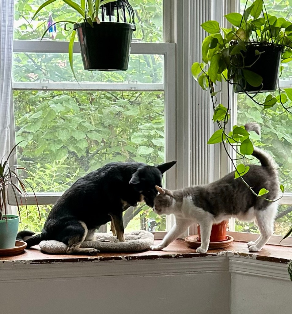 A little black dog sits on a wide ledge in front of a bay window.  A pretty grey and white tabby cat bumps the puppy’s nose with her head.