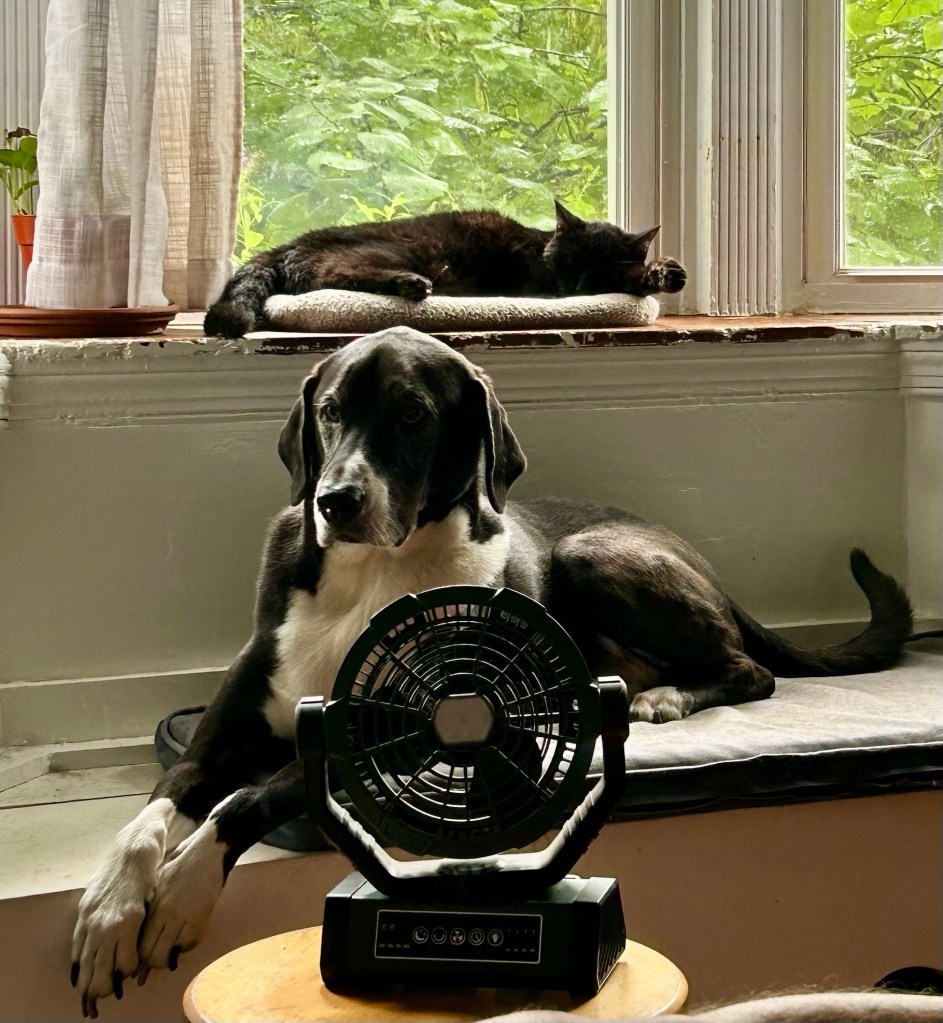A large black and white hound lounges on a window seat.  He looks hungry.