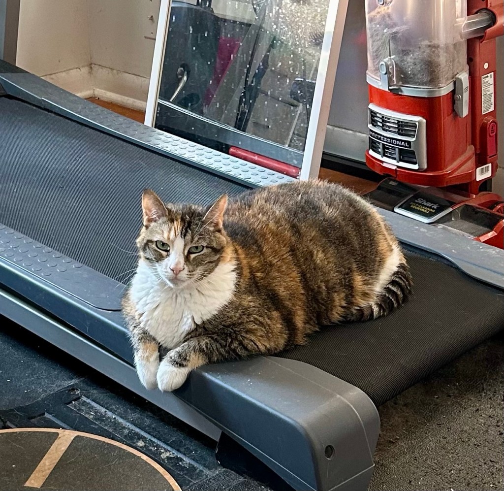 A large dilute tortoiseshell cat sits in loaf position at the end of a treadmill, draping her pretty white front paws over the edge.