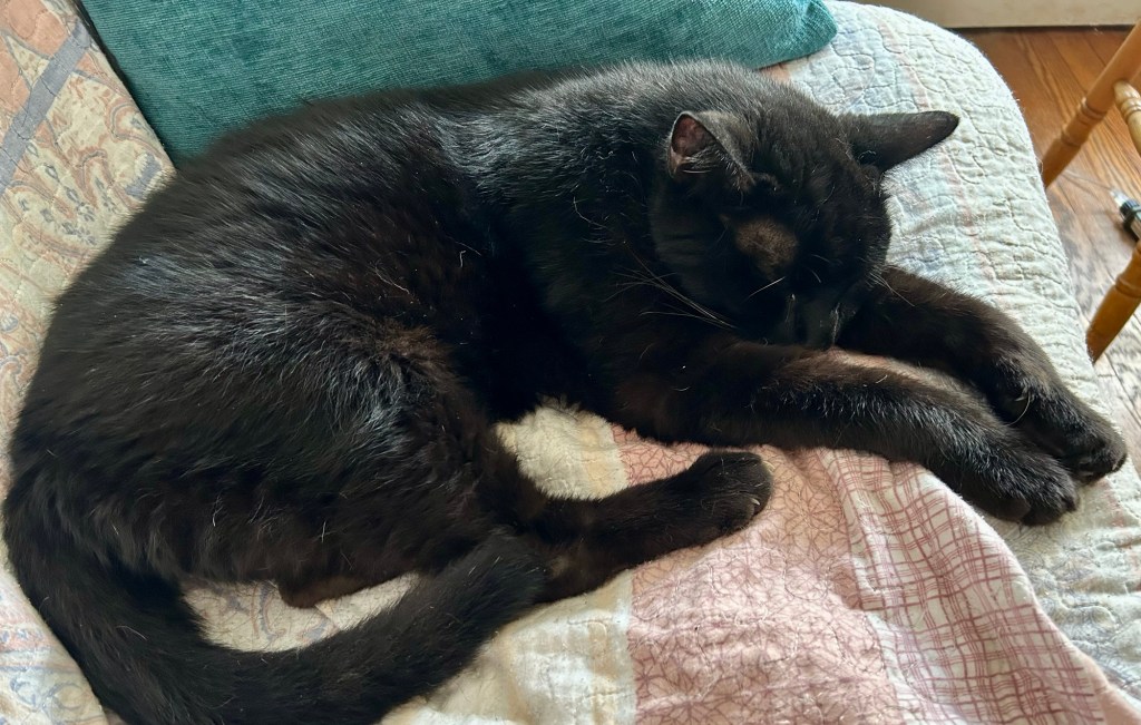 A large, glossy, black house cat lays on his side on a futon, taking a nap.  Despite being asleep, he is aware of you taking his photo, and he isn’t pleased.