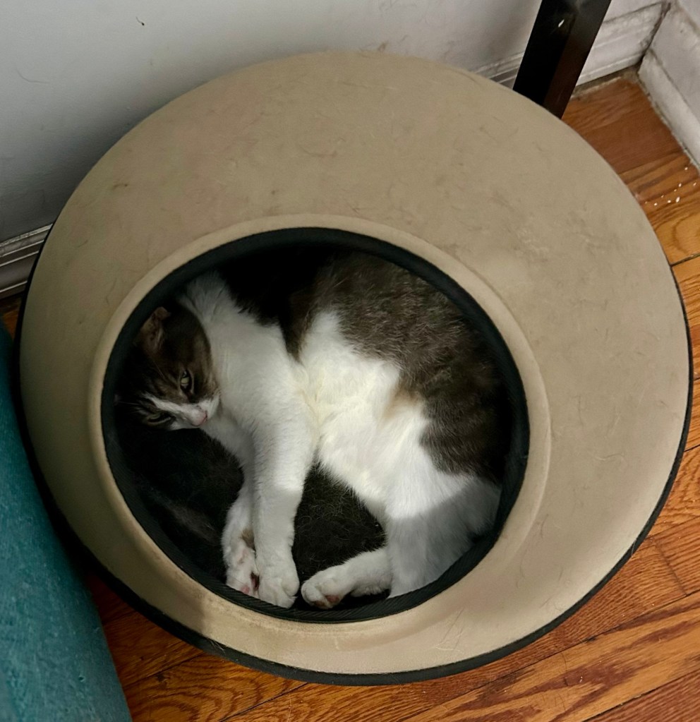A pretty grey and white tabby snoozes in an egg-shaped cat bed.
