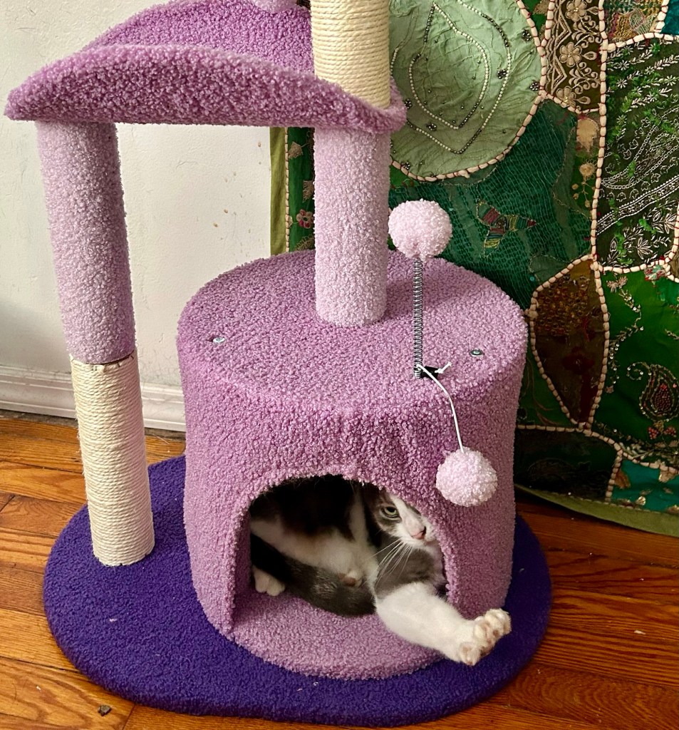 A new pretty grey and white tabby is inside the cubby at the base of a lavender colored cat tree. Her right front arm is extended outside of the cubby and all her impressive claws are on display.