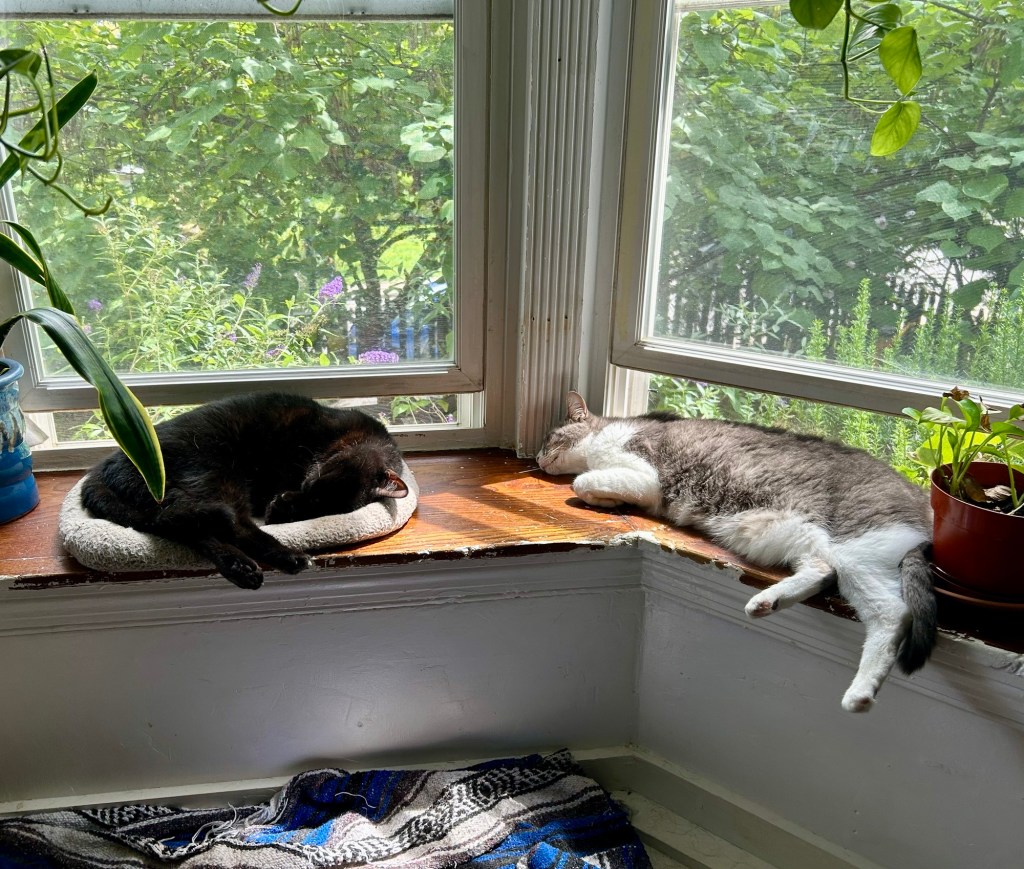 Two house cats, one all black and one a grey stripy tabby, snooze in a bay window.