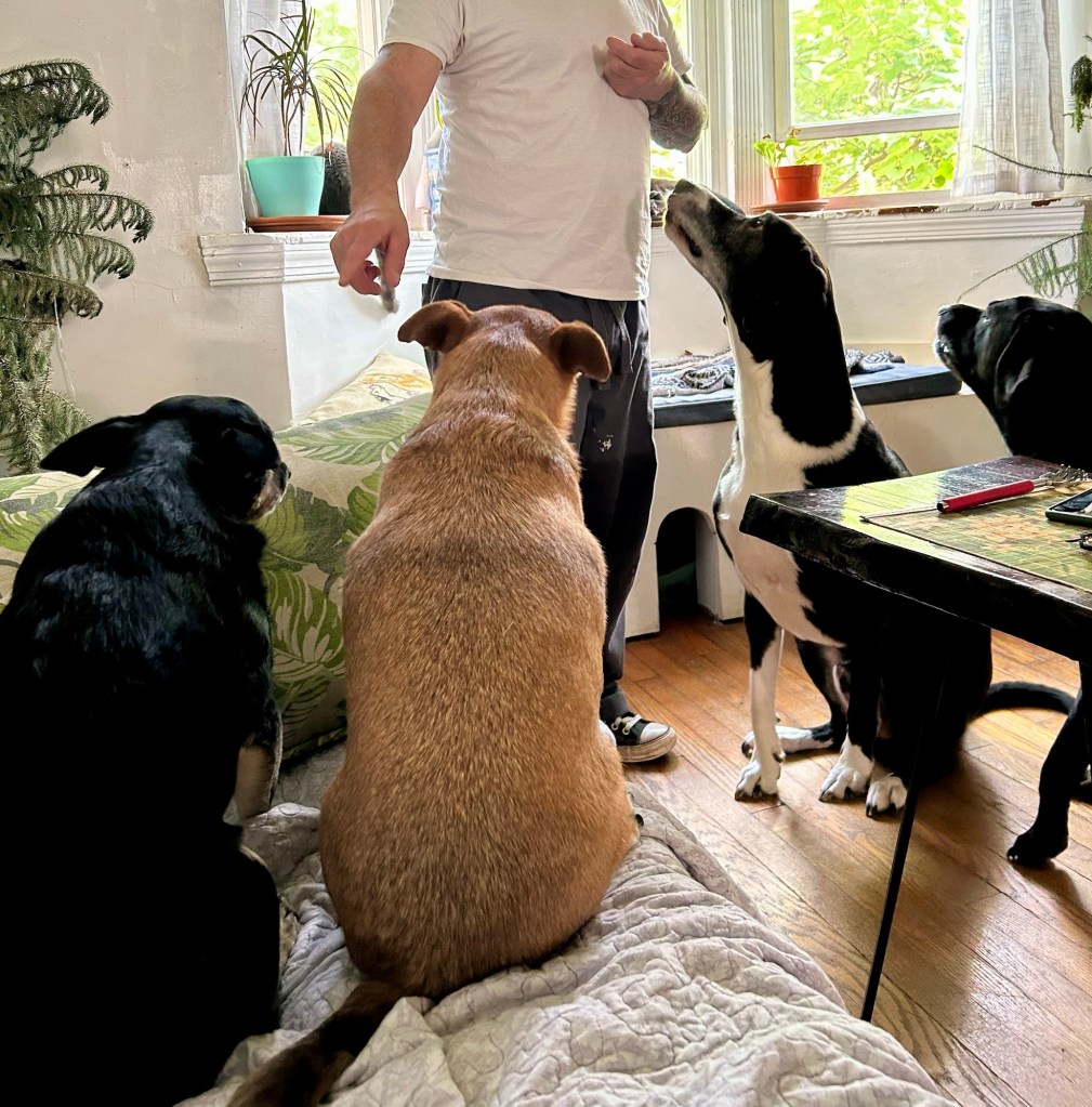 A group of four dogs surrounds a man who is distributing treats.