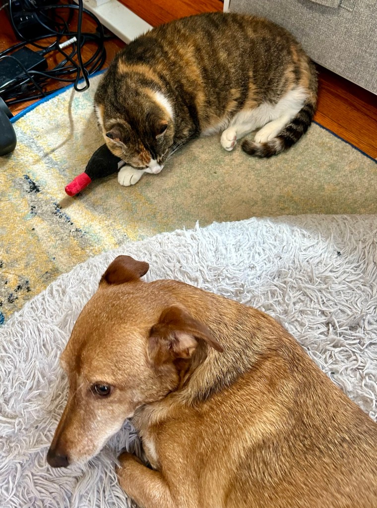 A large dilute tortoiseshell cat sleeps on her side with her cheek resting on a wine bottle shaped catnip stuffed toy.  A little yellow dog lounges on a large fuzzy grey dog bed across from the cat.  He looks concerned.