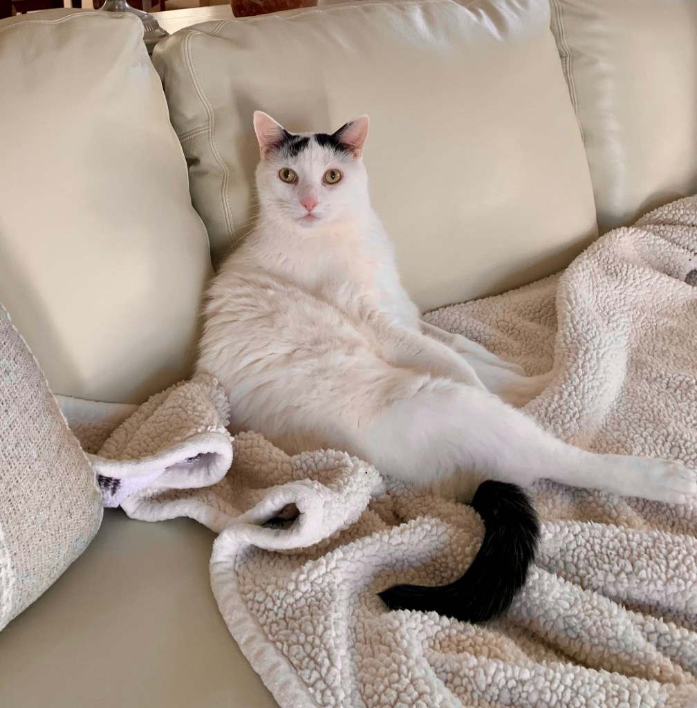 A large white cat with black markings lounges atop a brand new light beige sofa.