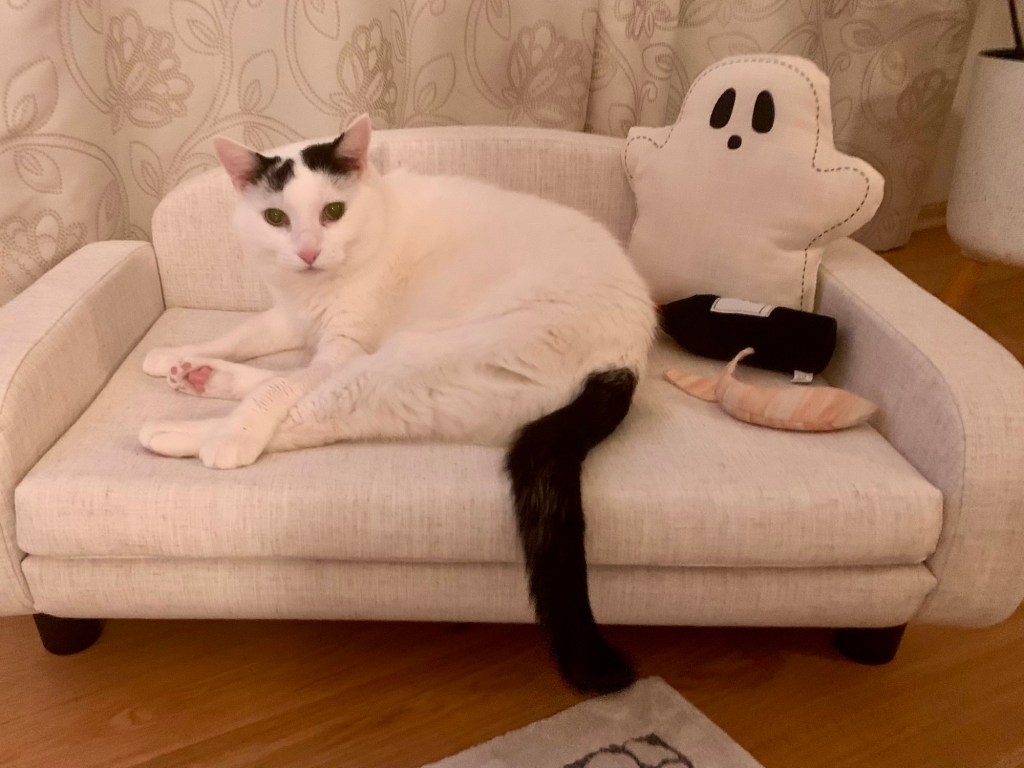 A white cat with black markings on his ears and a long, black tail lounges on a cat-size miniature white couch.