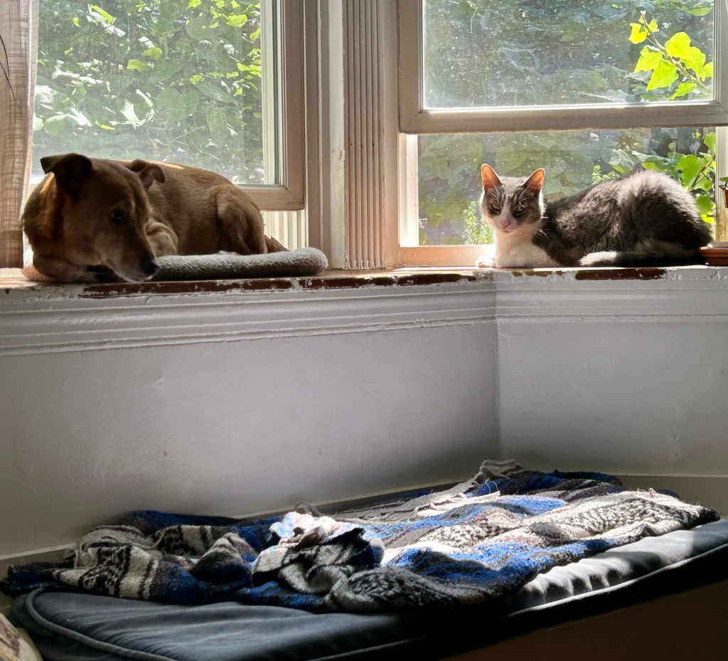 A little yellow dog and a grey tabby sit on the wide ledge of a bay window. There is a lot of greenery outside. It’s a summer day.