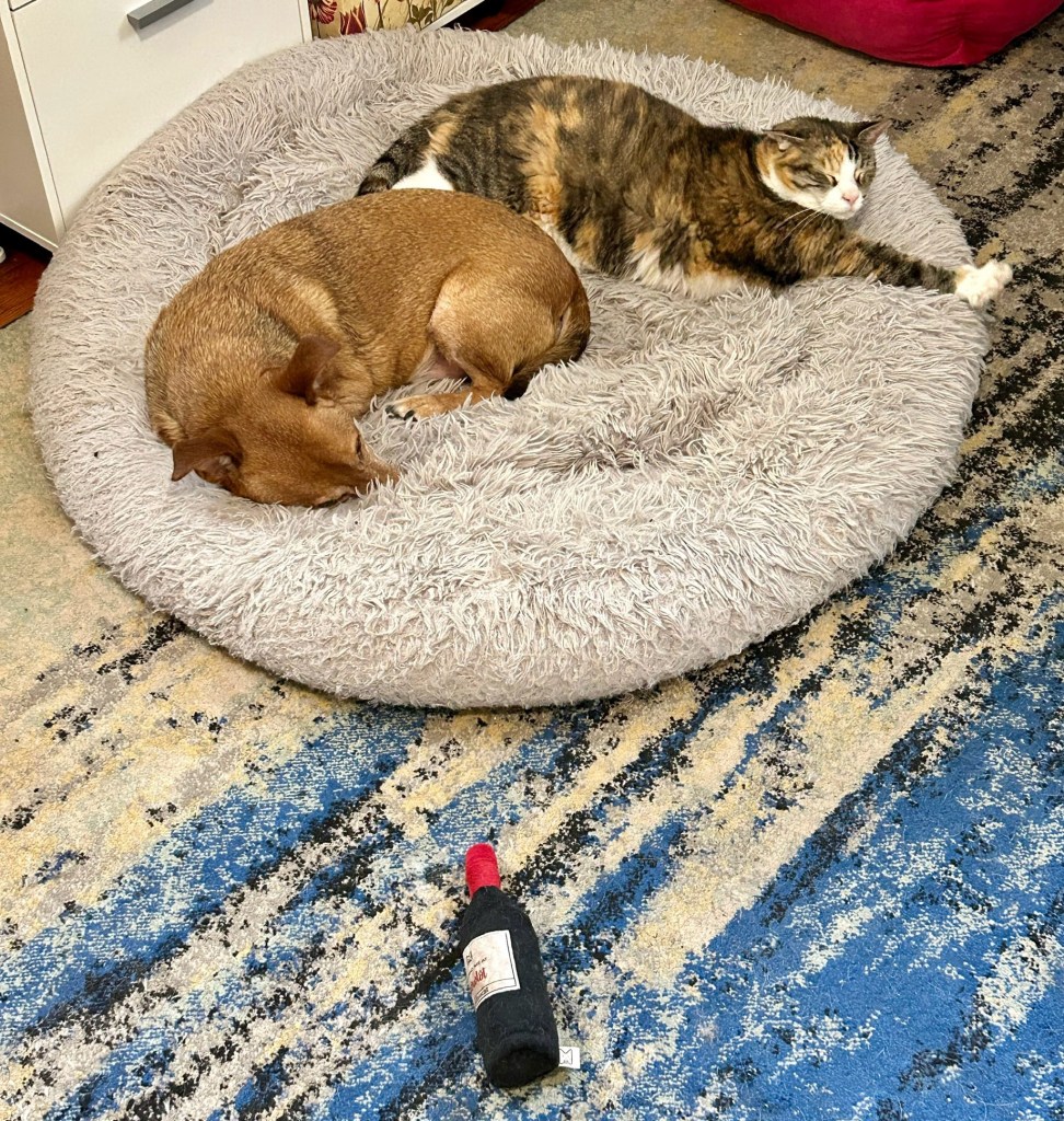 A little yellow dog and a big dilute tortoiseshell cat nap together on a big, fuzzy grey dog bed.  In the foreground, a stuffed catnip toy shaped like a bottle of red wine lies on the carpet.
