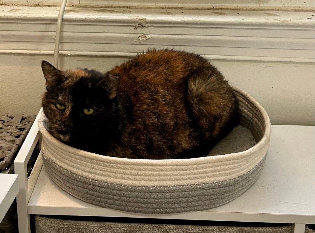 A petite tortoiseshell cat sits in loaf position in a cat basket.