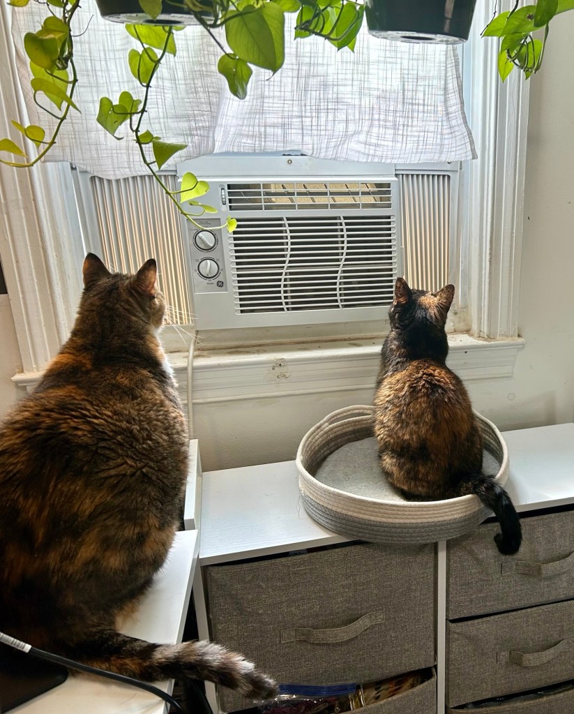 Two cats sit in a home office with their backs to the camera. They are glaring at an AC window unit, blocking their view of the outside.