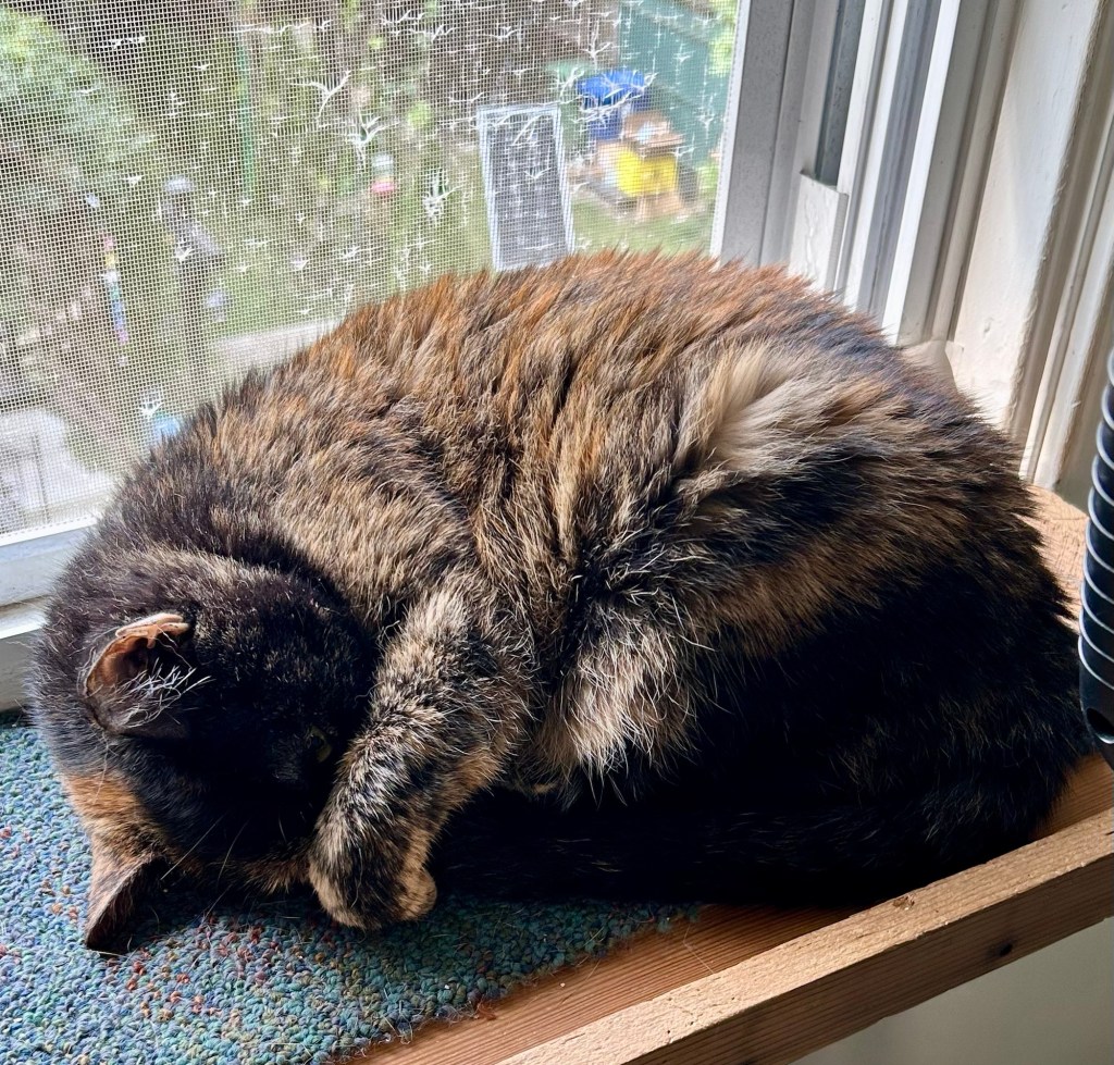 A pretty tortoiseshell cat naps tightly curled on a wooden cat shelf in front of a window.