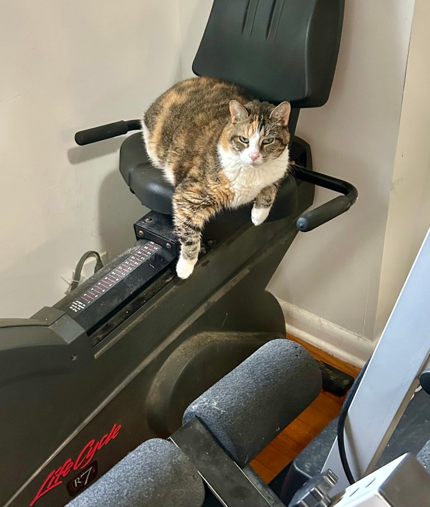 A cat sits on top of a stationary bicycle.