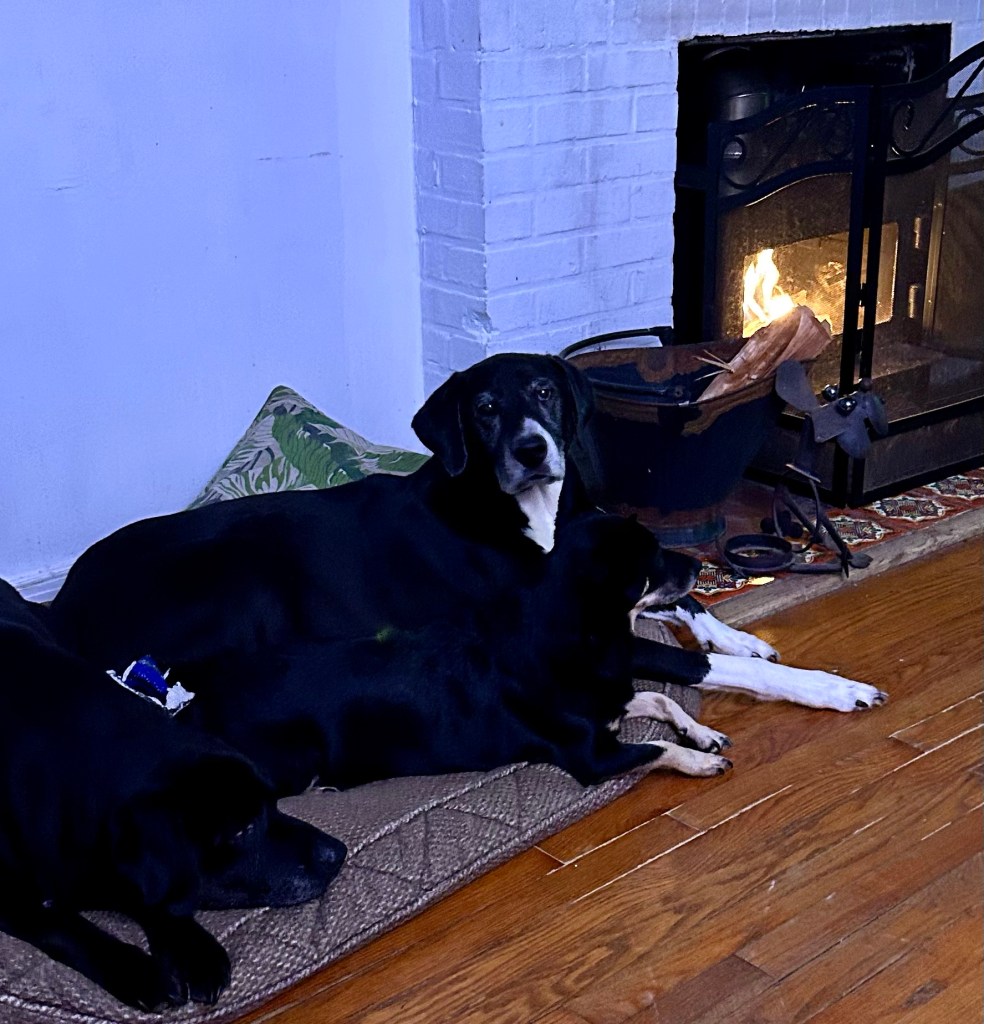 A pile of dark dogs lay on a large brown dog bed next to a fireplace.