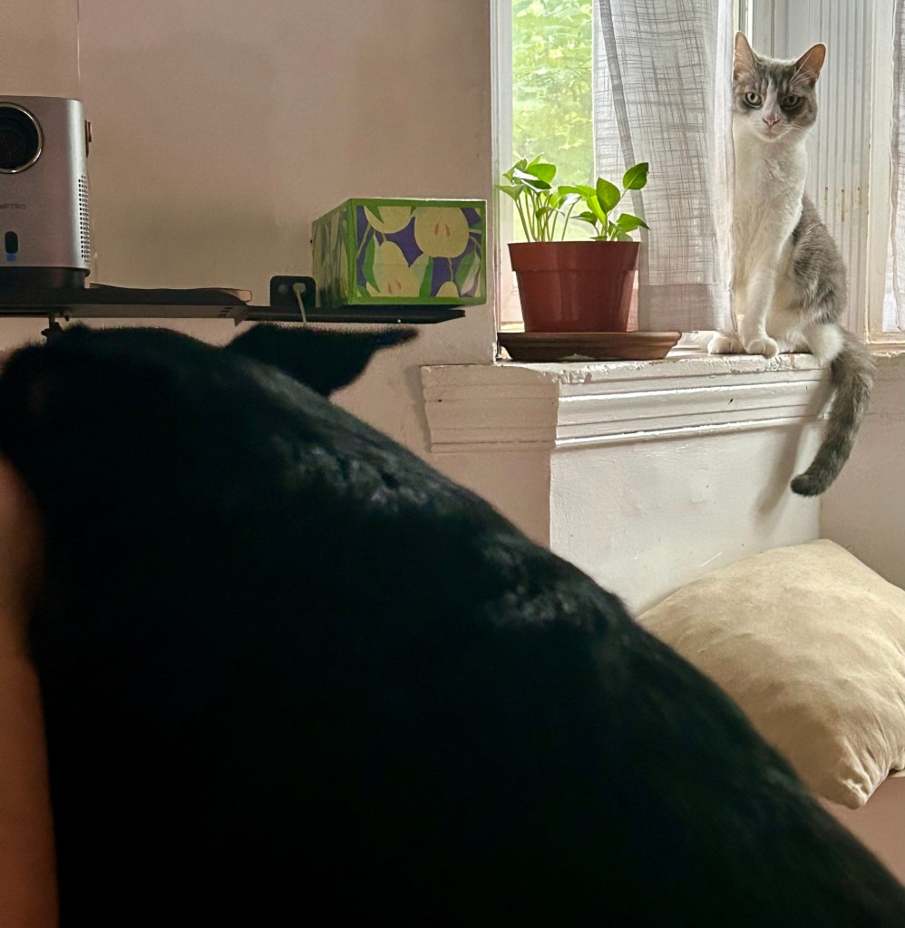 A pretty, grey stripy tabby watches as a man cuddles with a little black dog.