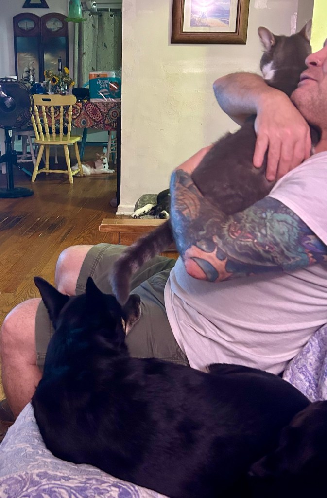 A man cradles a grey tabby in his arms as a little black dog watches.  The tabby is struggling to escape.