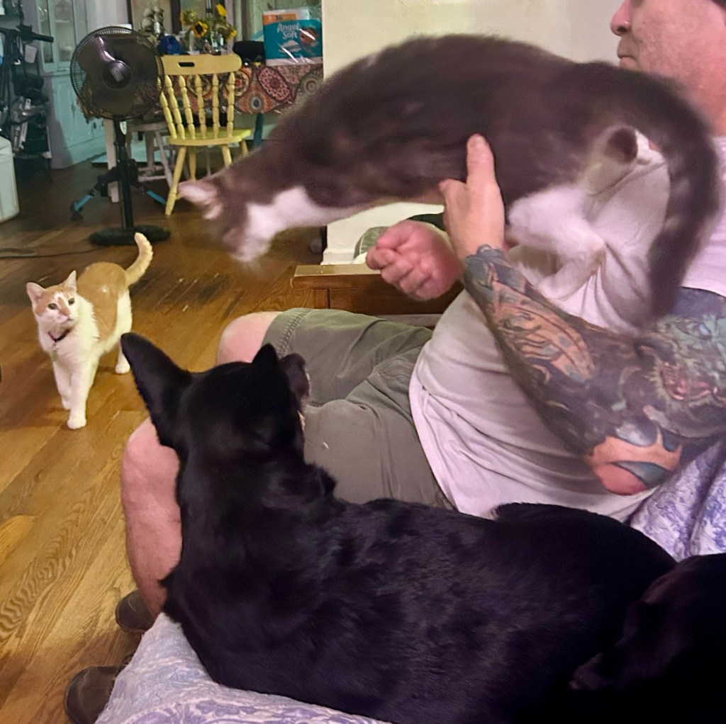 Same scene, except now the tabby has launched herself from the man’s arms and is in mid-flight.  A ginger cat has wandered over and admires the tabby’s athleticism.