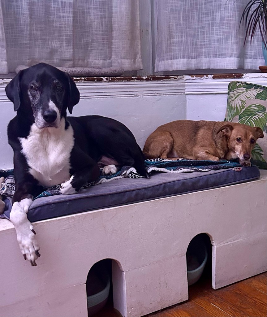Two dogs, a big black and white hound and a little yellow guy, sit comfortably on a window seat built into a bay window.