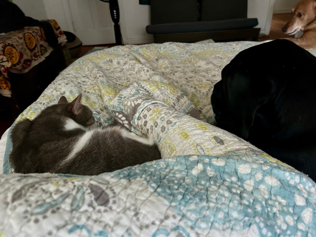 A little grey tabby sleeps curled up in the crook of her human’s legs and a big black dog snoozes on the other side of her legs.  A little yellow dog, at the end of the bed, observes the scene.
