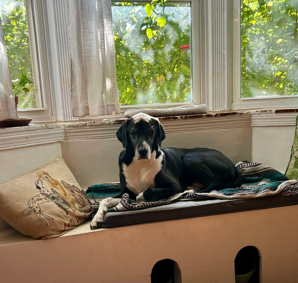 A large, handsome black and white hound lounges on a window seat built into a bay window.