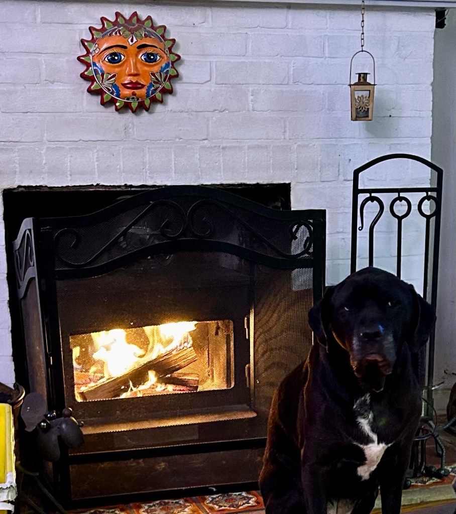 A large black dog with white markings on her chest sits in front of a lovely crackly fire burning in a fireplace.  She is a picture of contentment.