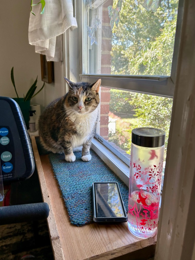 A dilute tortoiseshell cat sits on a window shelf and glares at a human who is using a stationary bike next to her.