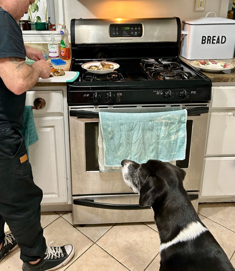 A large black and white hound sits in a kitchen and looks longingly at the chicken his human is cutting up.