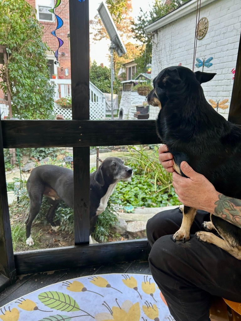 A large black and white hound looks in on a little black dog with caramel colored paws who is sitting on a human’s lap inside a screened in gazebo.  The big dog looks forlorn, as he is outside the gazebo and is not receiving cuddles like the little dog.