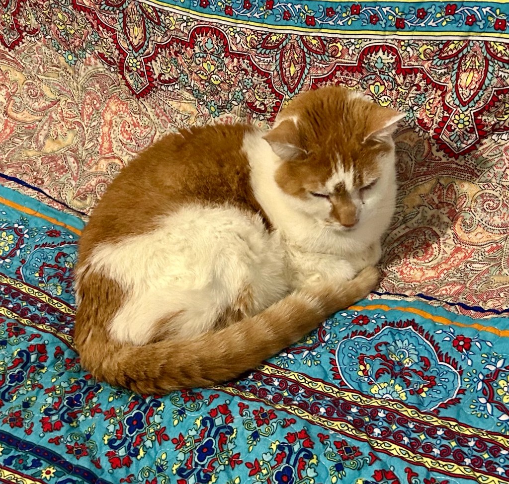 A handsome ginger cat with white legs is curled up tightly on a bright bedspread.