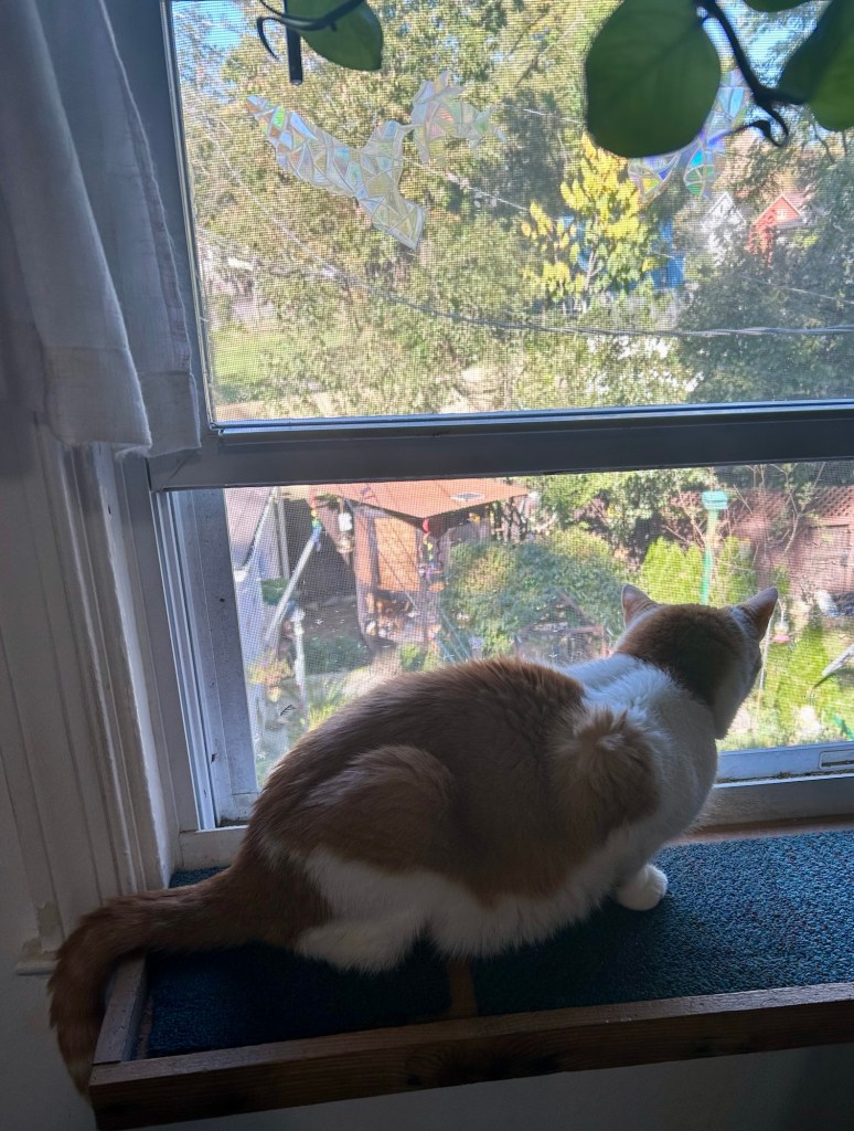A large stripy ginger cat with white paws and a white chest sits on a cat-sized, wooden window shelf and looks outside.