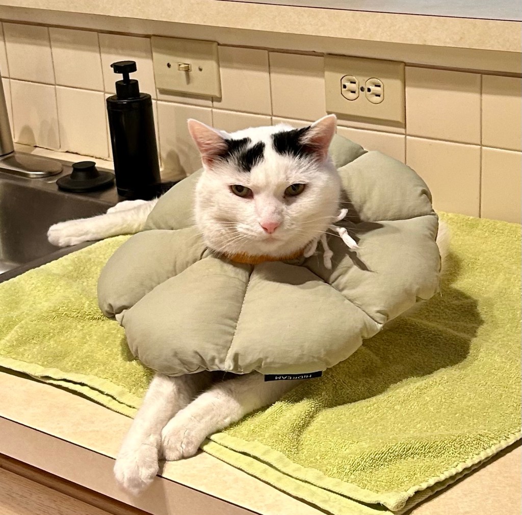 A large white cat with black marks on his head sits on a kitchen countertop with a green pillowed cone collar.