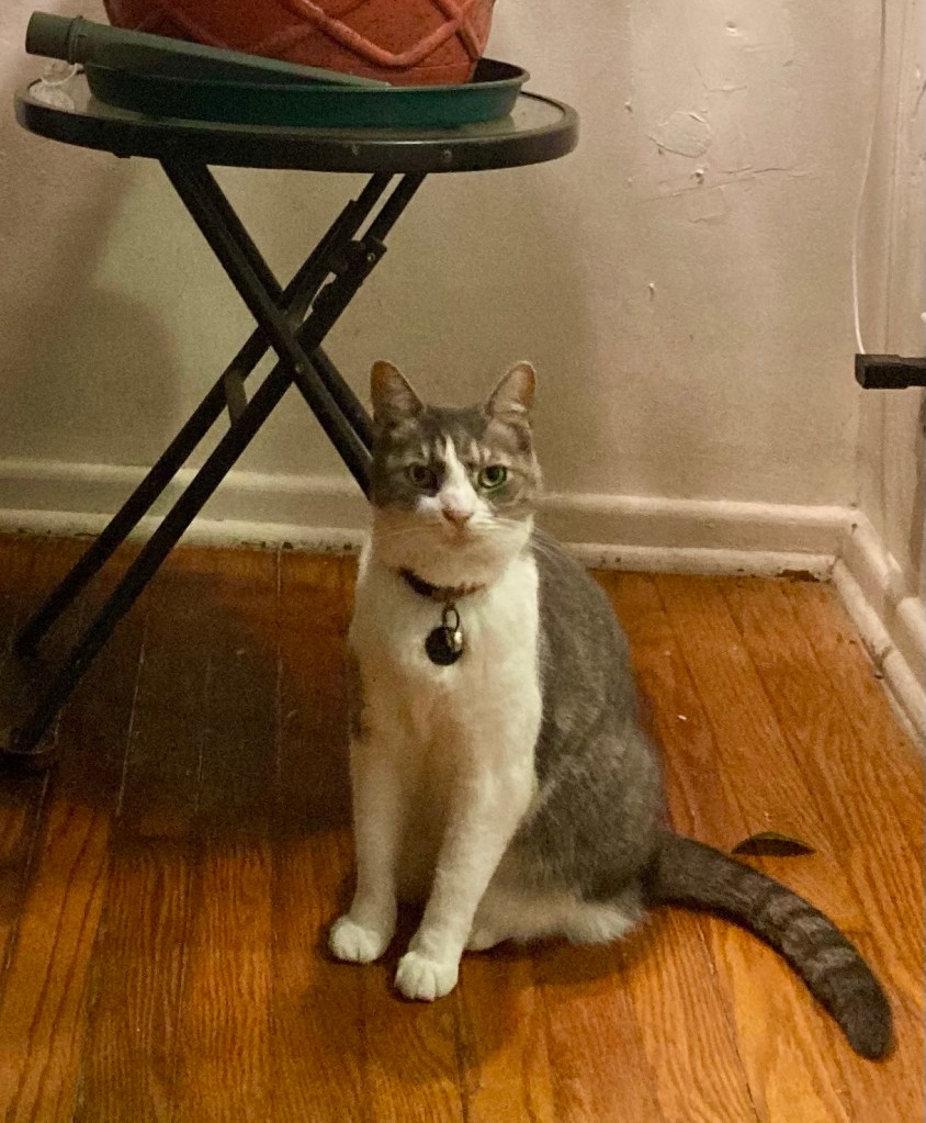 A pretty grey and white tabby sits in Egyptian pose beneath a large potted inside plant.