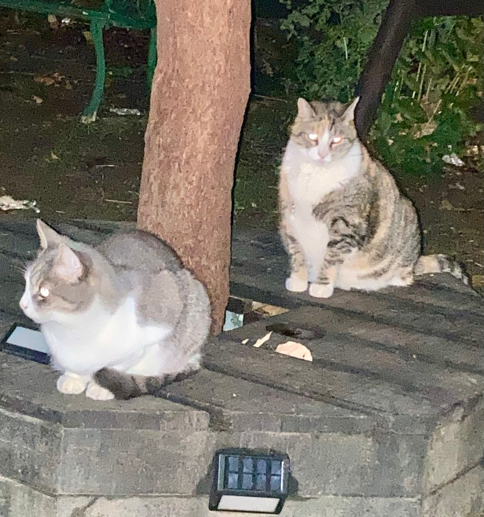 Two cats, their eyes illuminated by the camera’s flash, sit beneath a small tree in the evening darkness.