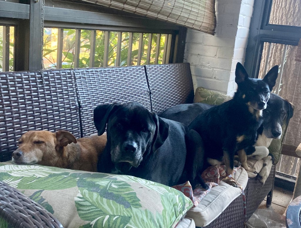 4 dogs lay splayed out on a wicker porch loveseat.