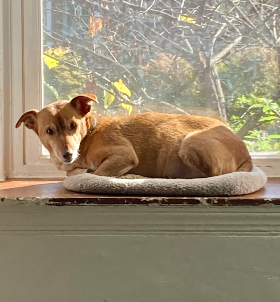 A small golden dog sits sunning himself in a bay window.