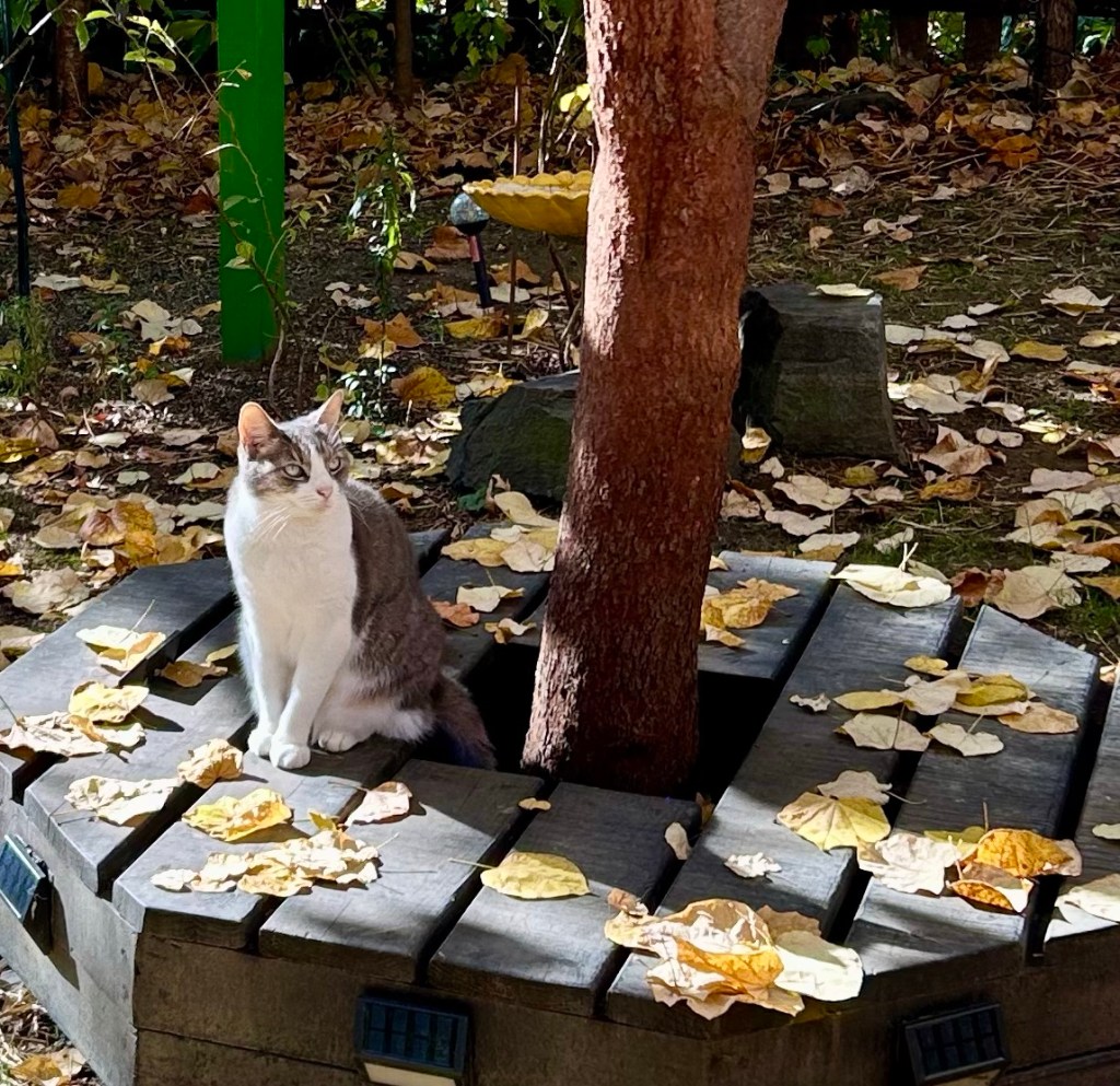 A pretty little grey and white tabby sits beneath a tree that is losing its bright, yellow leaves.
