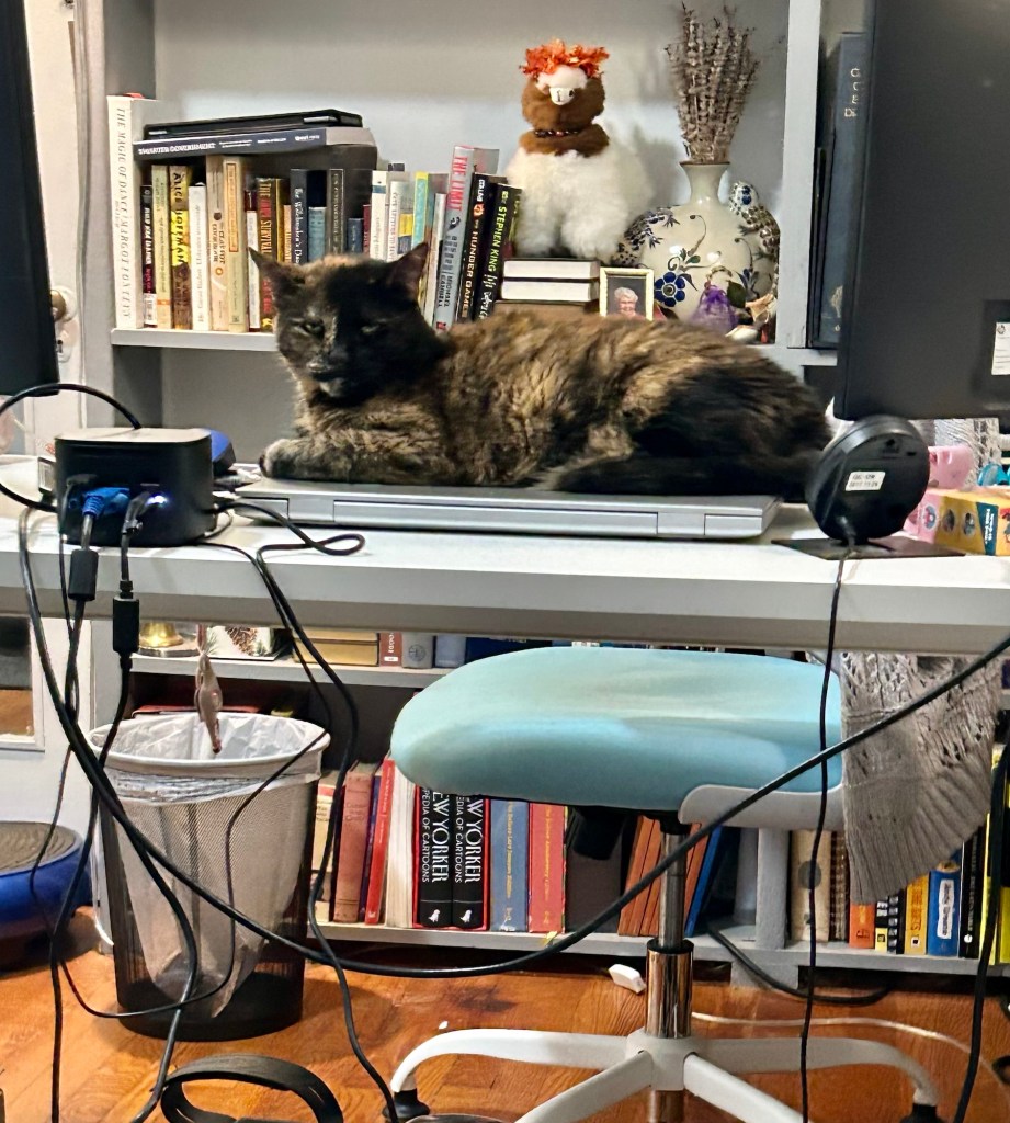 A gorgeous tortoiseshell cat sits on a closed laptop on a home office desk and glares at the person taking her picture.