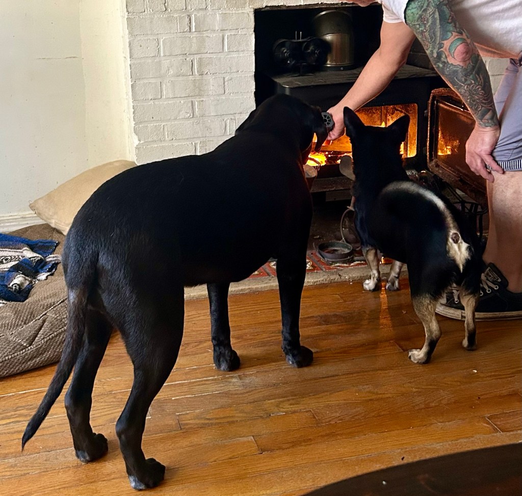 Two dogs watch as a man lights a fire in a fireplace.