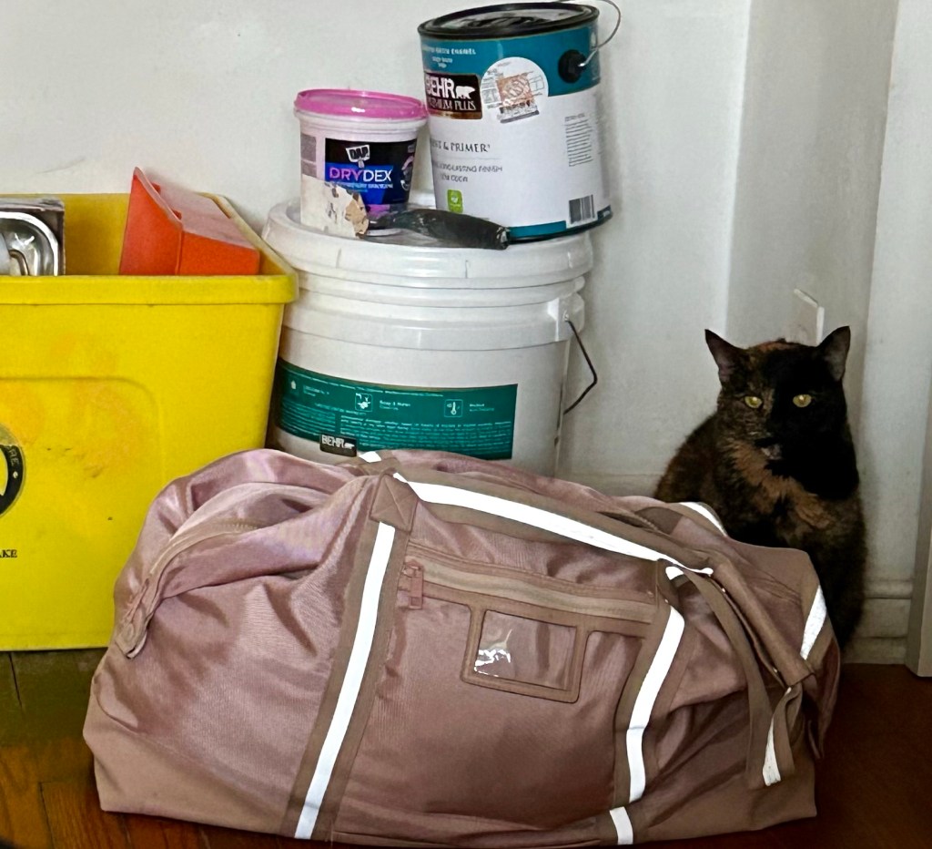 A petite tortoiseshell cat sits on the floor next to a large pink duffel bag. The cat glares accusingly at the camera.