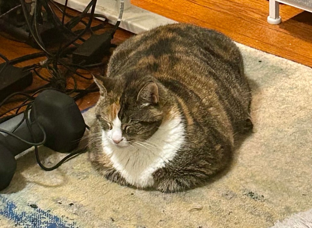 A large dilute tortoiseshell cat sits on a carpet in loaf position.