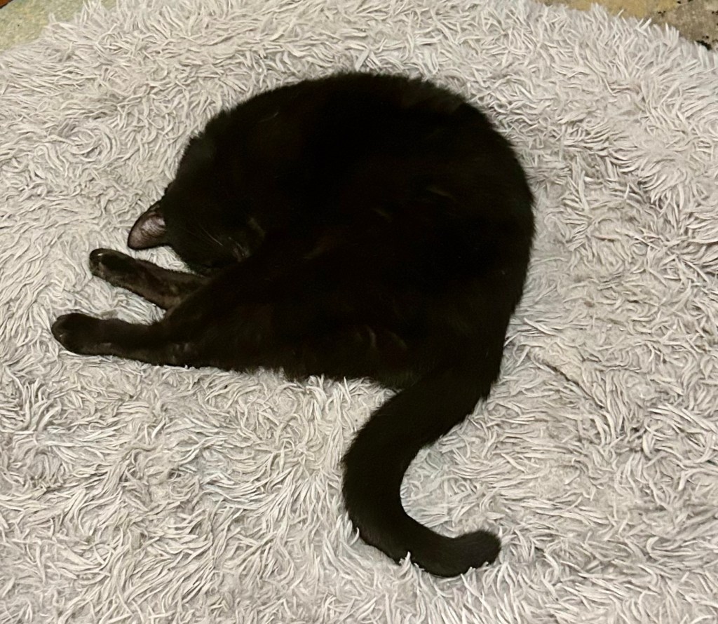 A large black house cat naps on a large fuzzy dog bed with his tail curled.