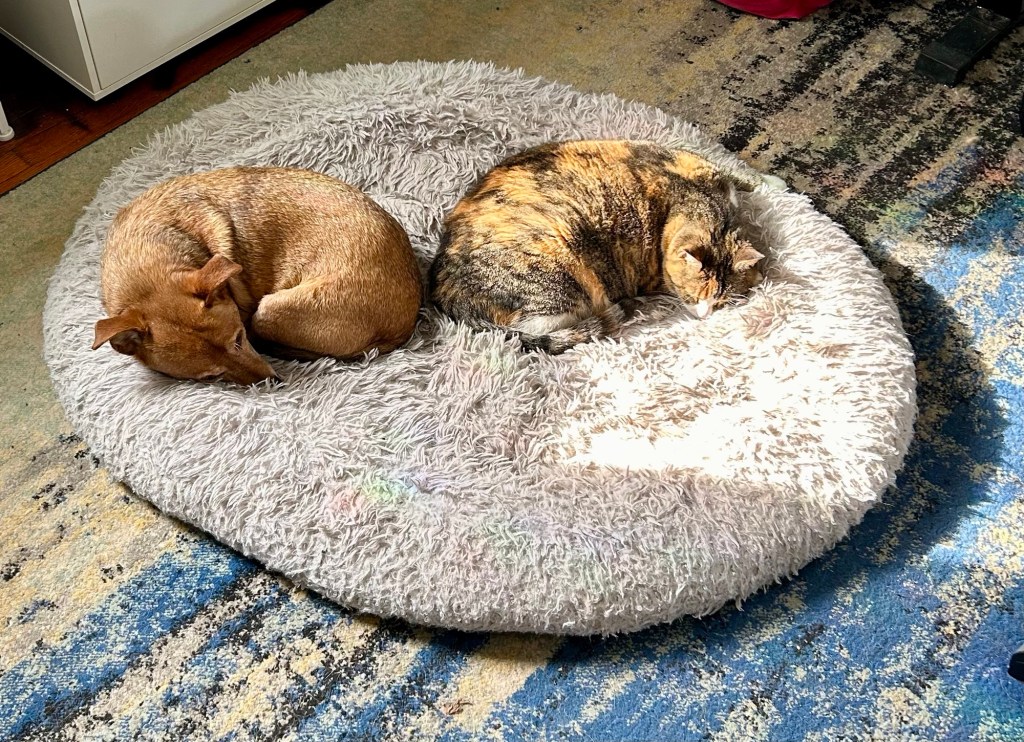 A yellow dog lays curled up next to a dilute tortoiseshell cat on a large, fluffy grey dog bed.