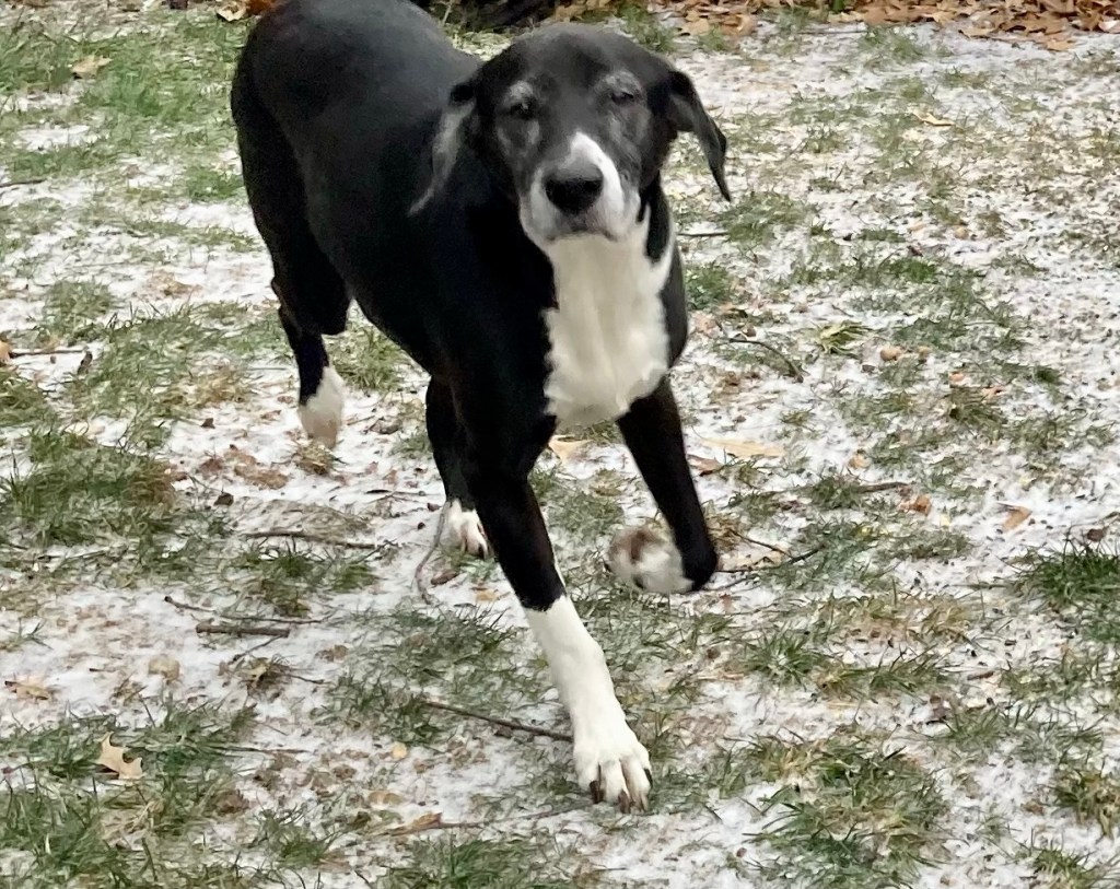 A handsome black and white hound trots across a lawn lightly dusted with snow.